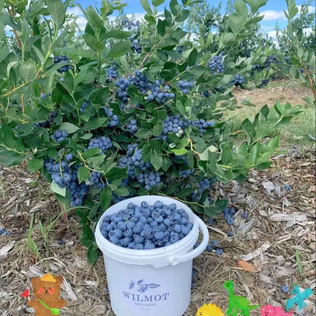 一物一拍云南澄江抚仙湖新鲜花香蓝莓树苗南方北方庭院阳台