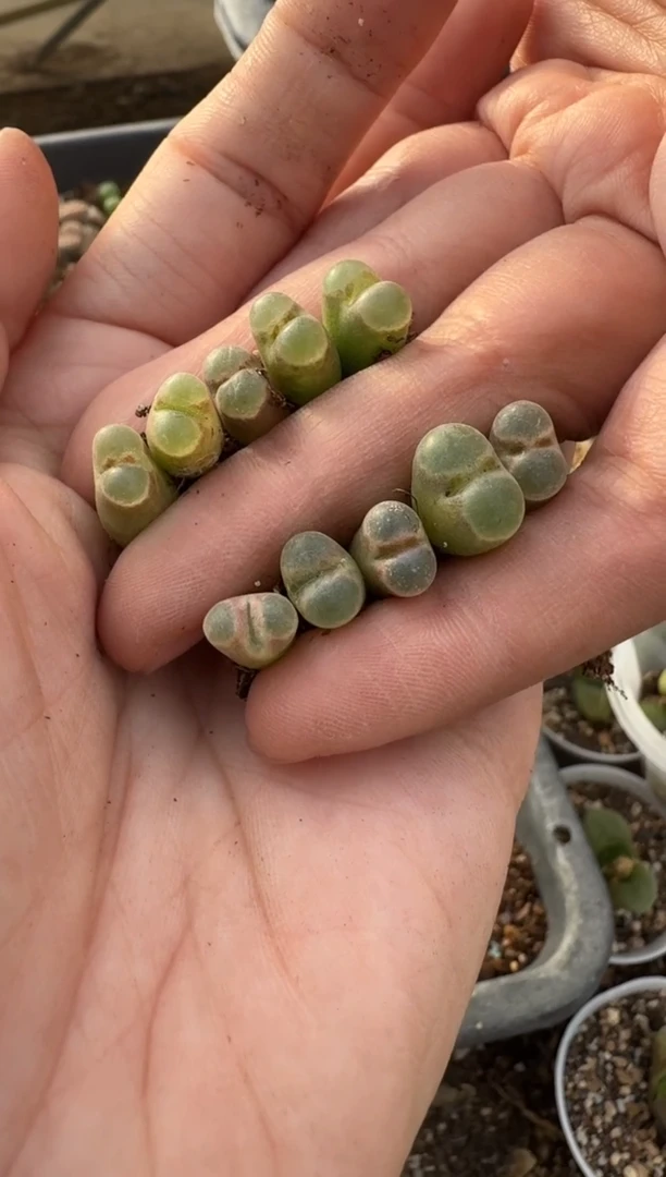 【闪购商品】7-477一颗