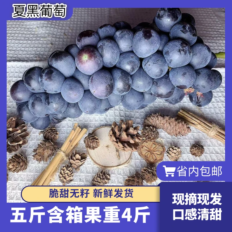 【顺丰包邮】正宗夏黑葡萄水果产地直发新鲜当季无籽【墨墨专属链接】