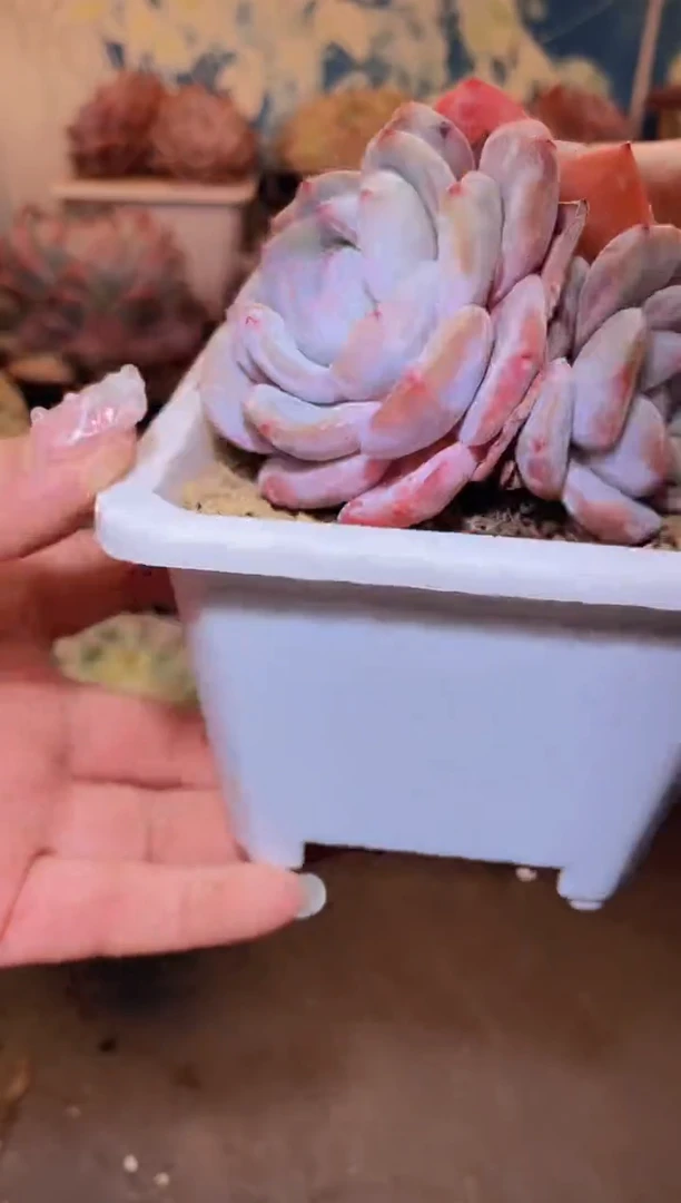 【闪购商品】287石榴籽