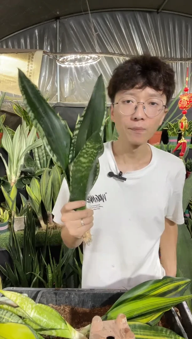 蓝****）星空裸根5棵75