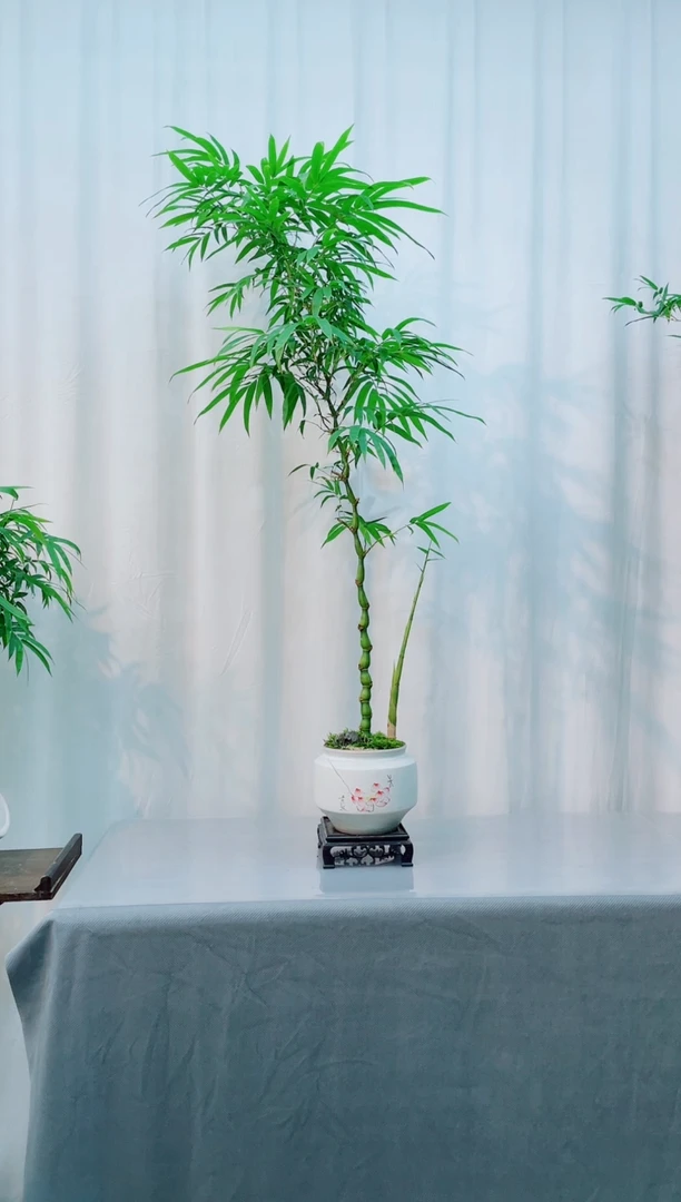 无花朵竹子盆景竹子盆景
