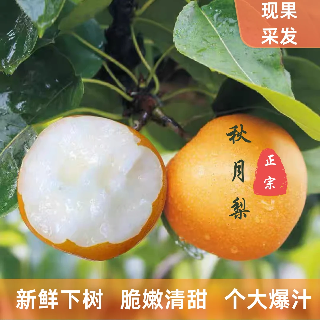 山东莱阳秋月梨脆甜新鲜爽口化渣皮薄肉厚