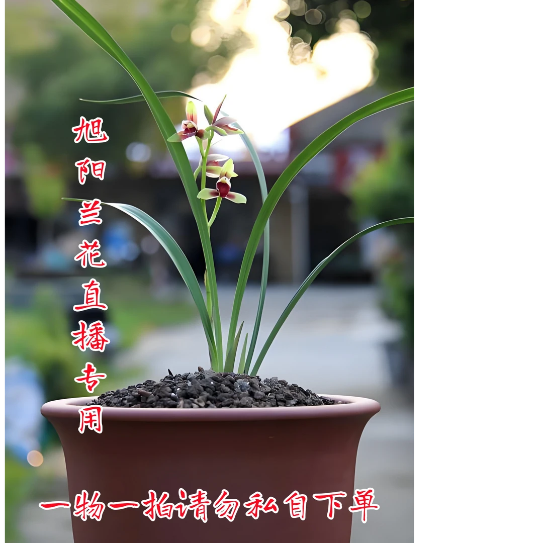 旭阳兰花直播专用，一物一拍专用链接