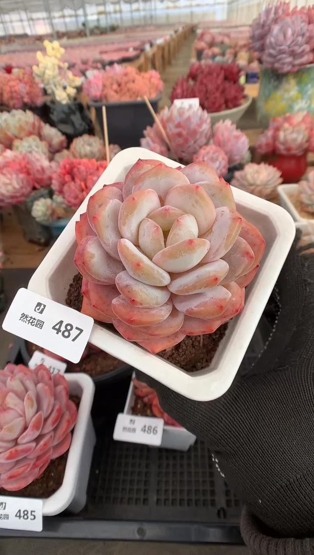 487蒙克多肉植物一物一拍