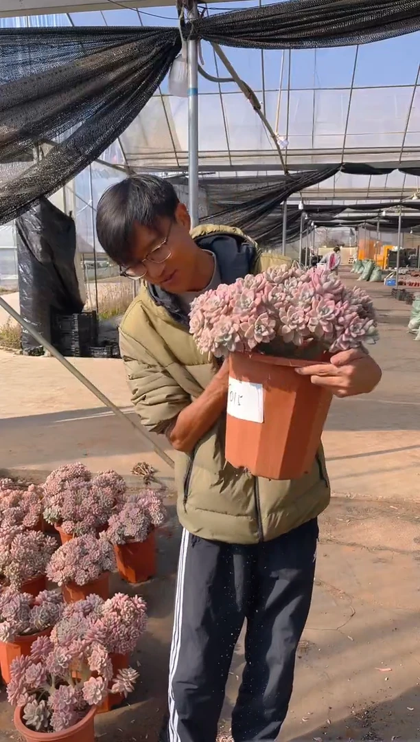 T015         多肉植物