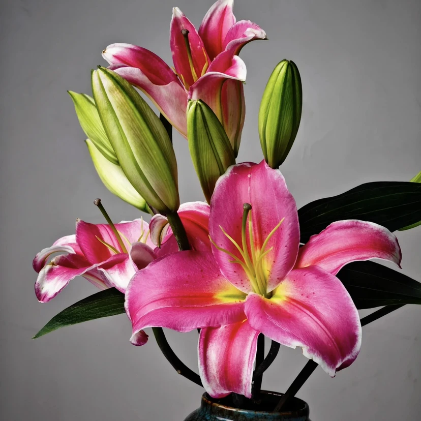 【花言罐舍】鸿运当头香水百合一单包邮云南鲜花昆明基地现采现发
