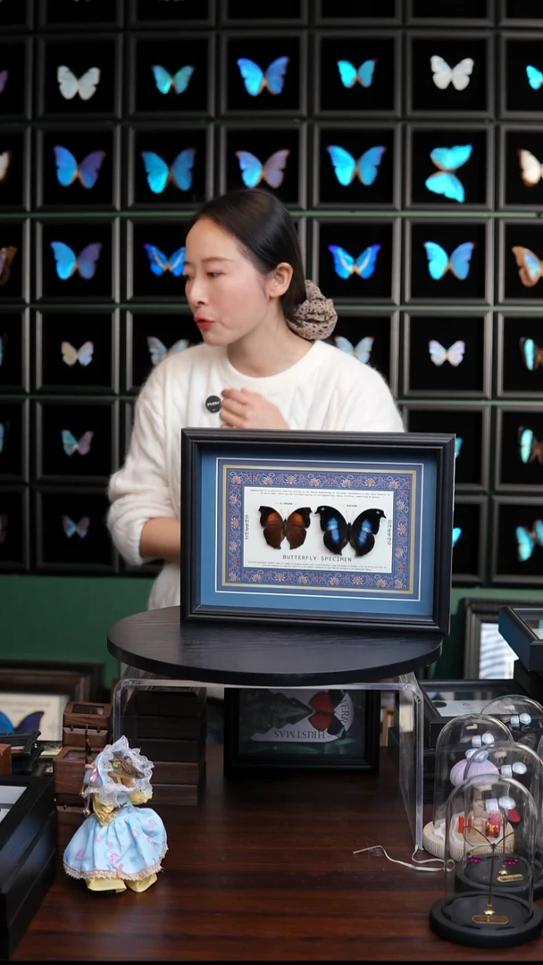 仙人掌蛱蝶+爱情鸟蛱蝶蓝布底新版