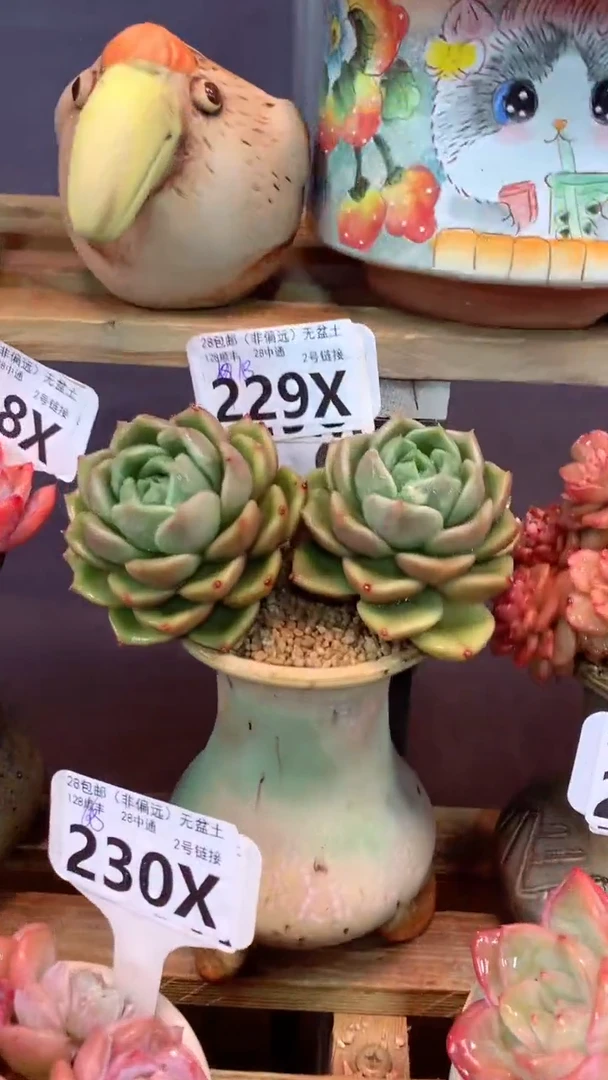 229X（一物一拍，精品多肉，w所见即所得 ）