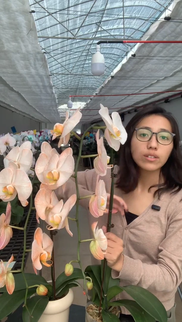 完全开放2棵1棵瑕疵不售后