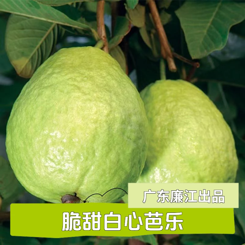 果园直发】湛江特产脆甜白心芭乐廉江番石榴低糖热带南方当季芭乐