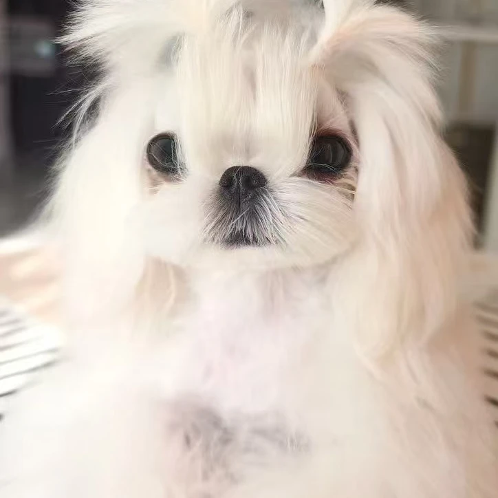 超可爱马尔济斯狗狗链接