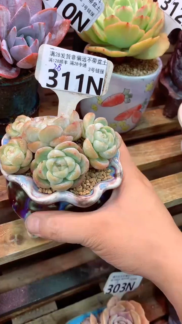 311N  (一物一拍实付满28发货，默认不带盆土）