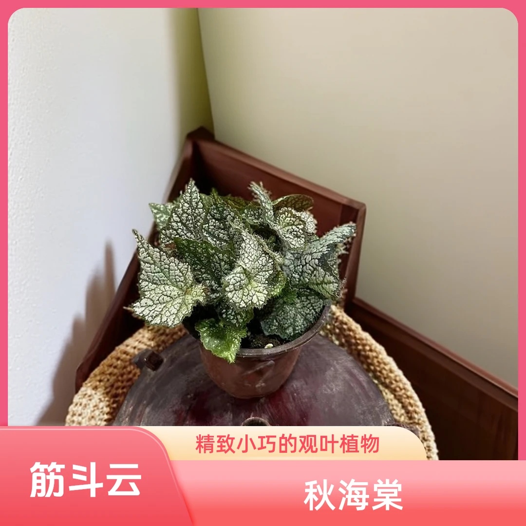筋斗云 秋海棠热植 福利款不包叶损《两单包邮》