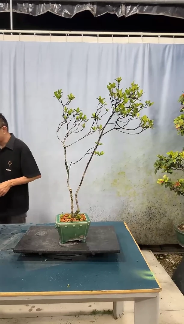 无花朵春花春花春花春花春花