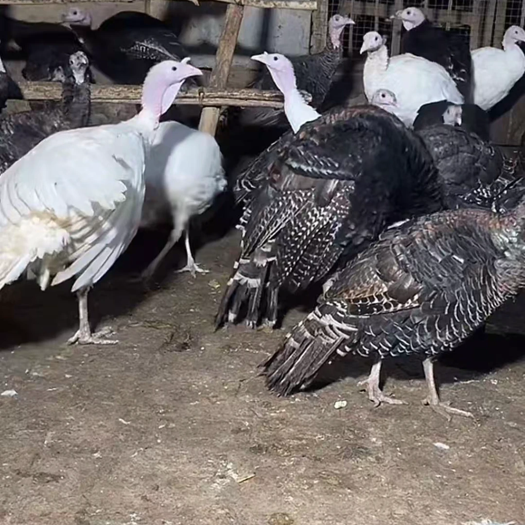 直播间改价链接  定金发货  以直播间展示实物为准