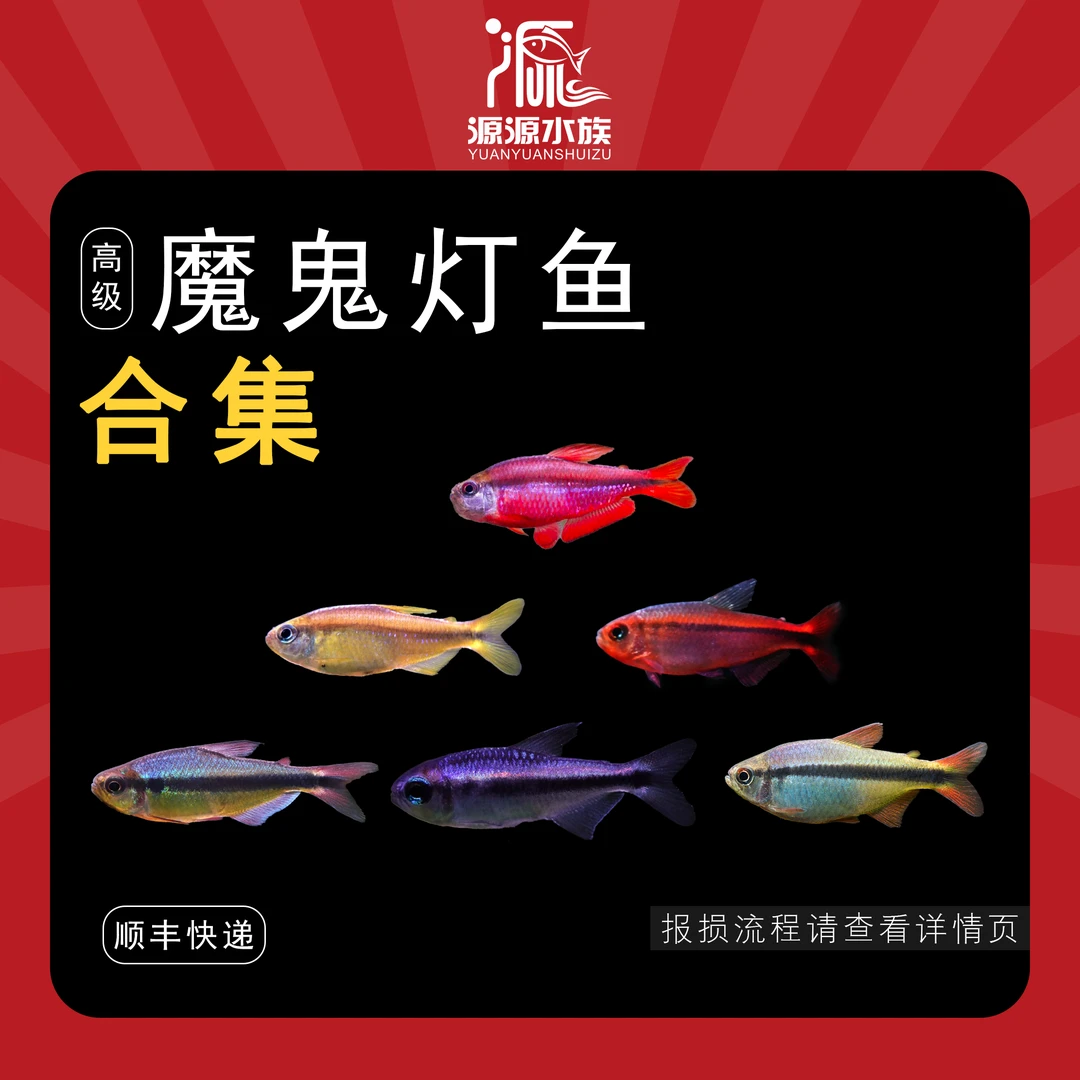 【源源水族】魔鬼灯鱼合集 高级小型观赏灯科鱼