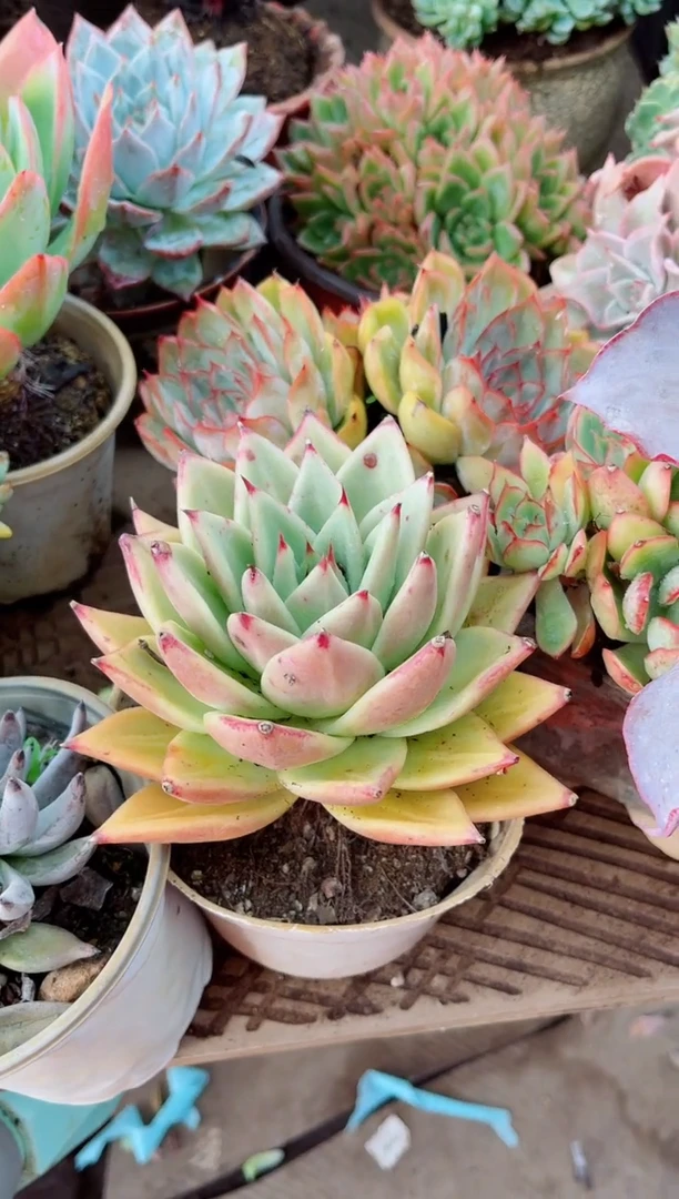 吖*多肉植物一物一拍16099
