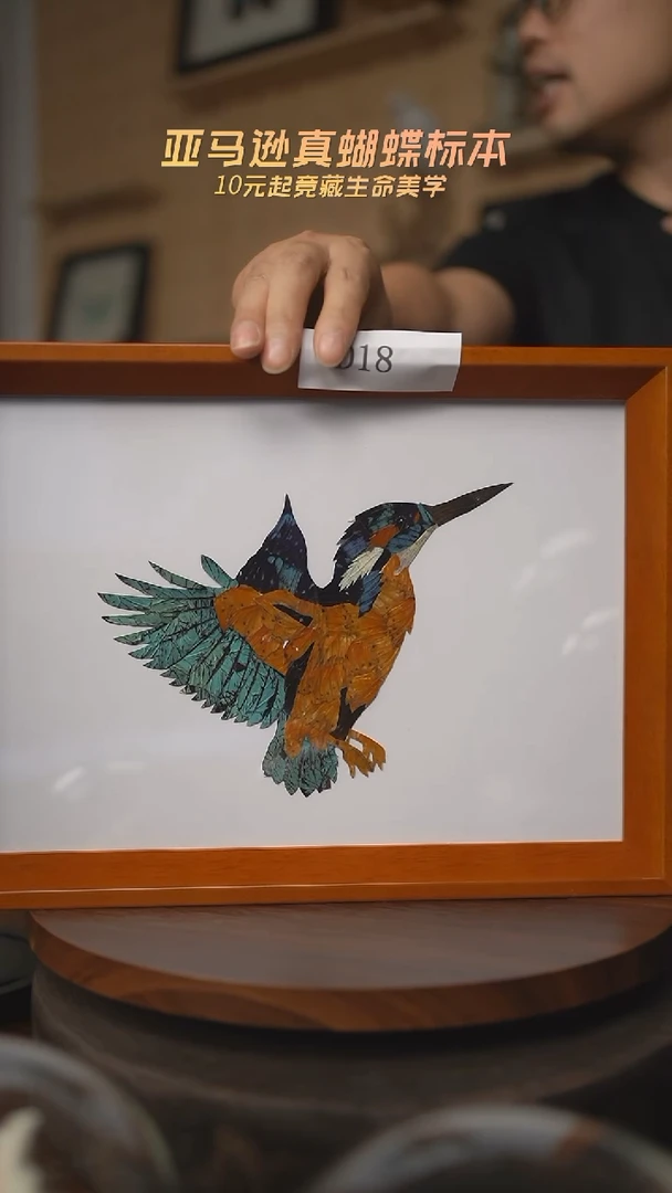 有机玻璃蝴蝶标本D18