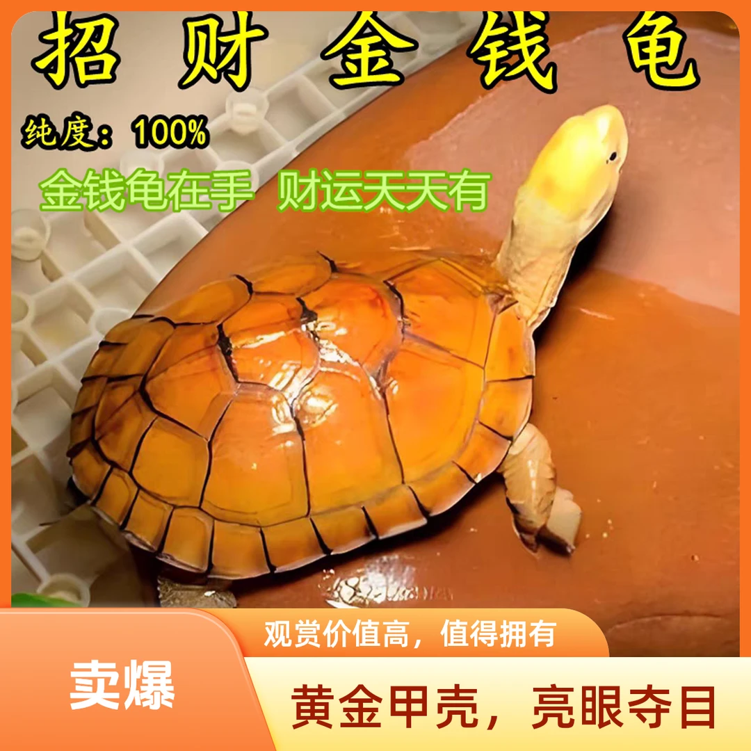 纯正石金钱龟招财宠物龟苗黄金龟苗小乌龟活物小青龟纯正海南三线