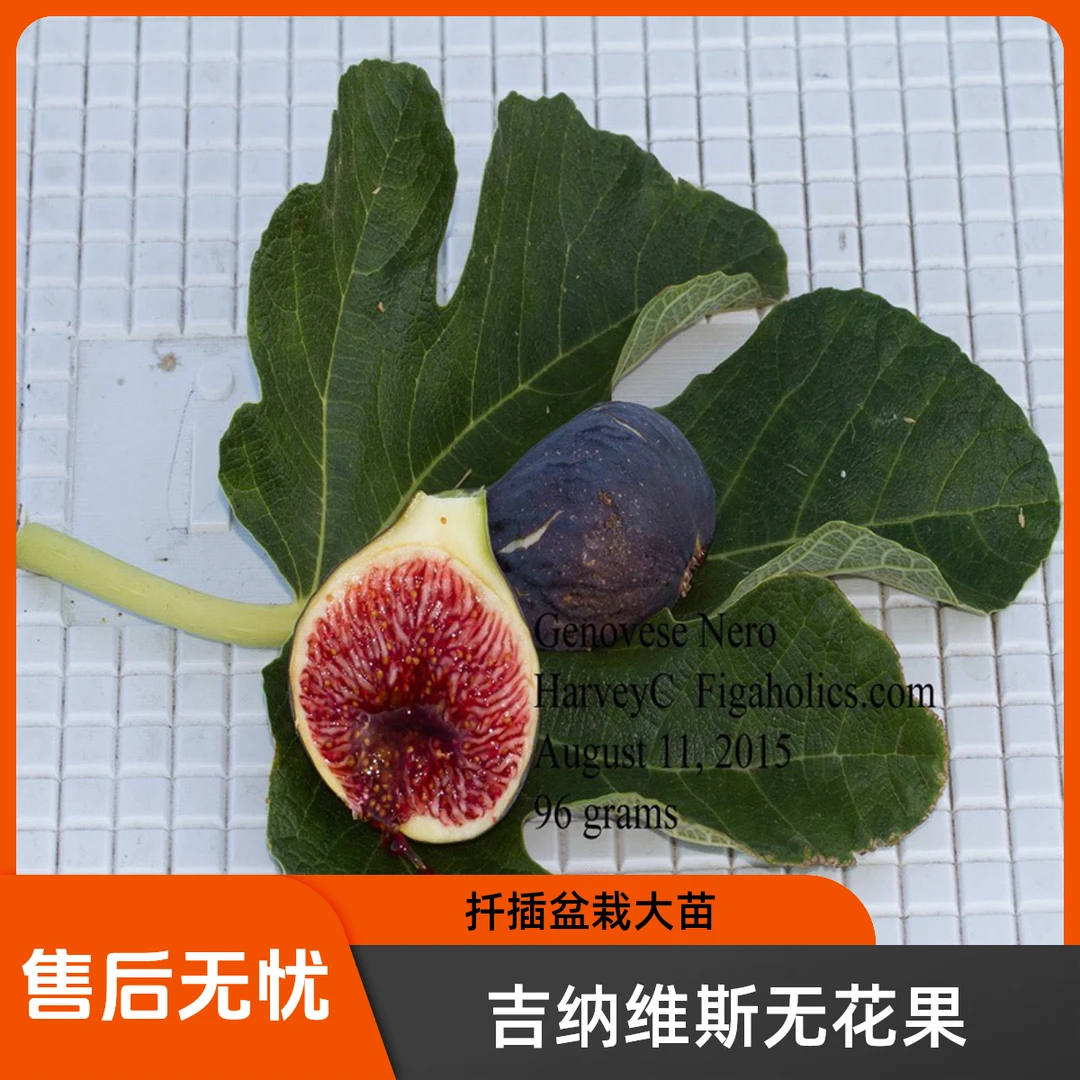 盆栽无花果吉纳维斯黑扦插一加仑二加仑花园庭院阳台露台天台植物