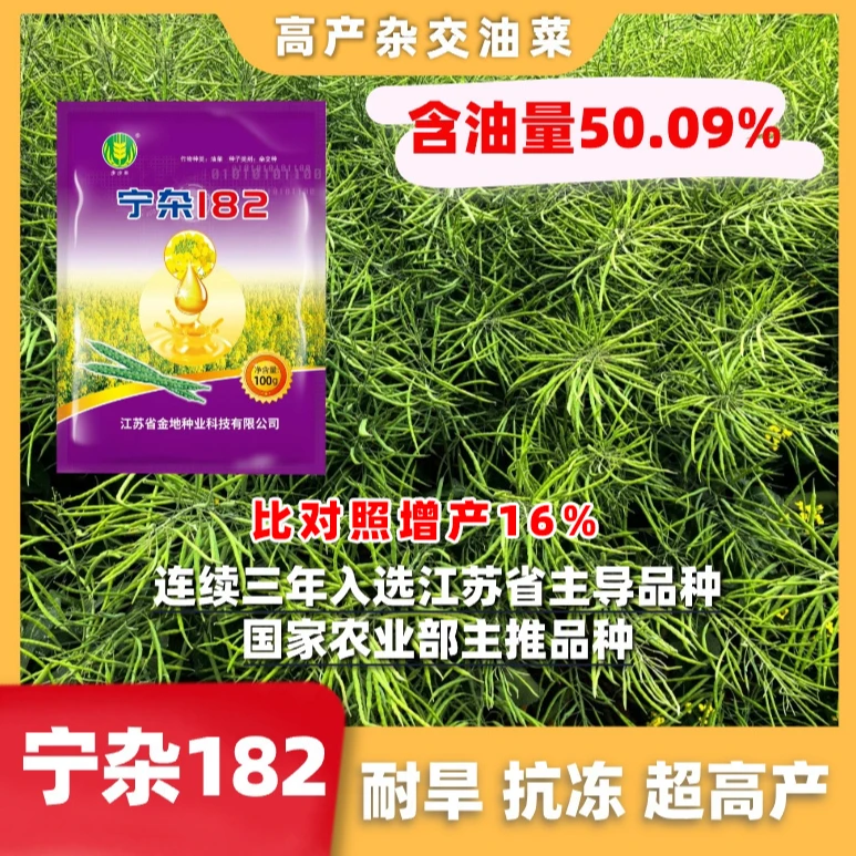 【送硼肥】宁杂182高产杂交油菜种子籽粒饱满出油率高抗倒伏结荚密