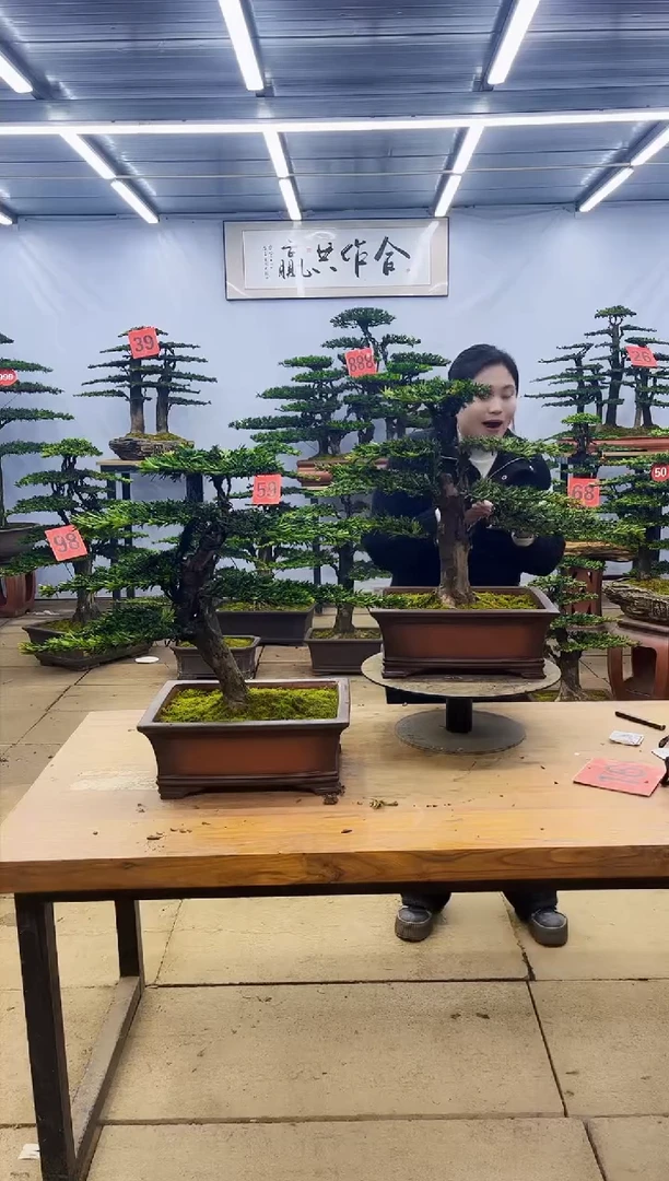 【闪购商品】高端盆景一物一拍，所见即所得