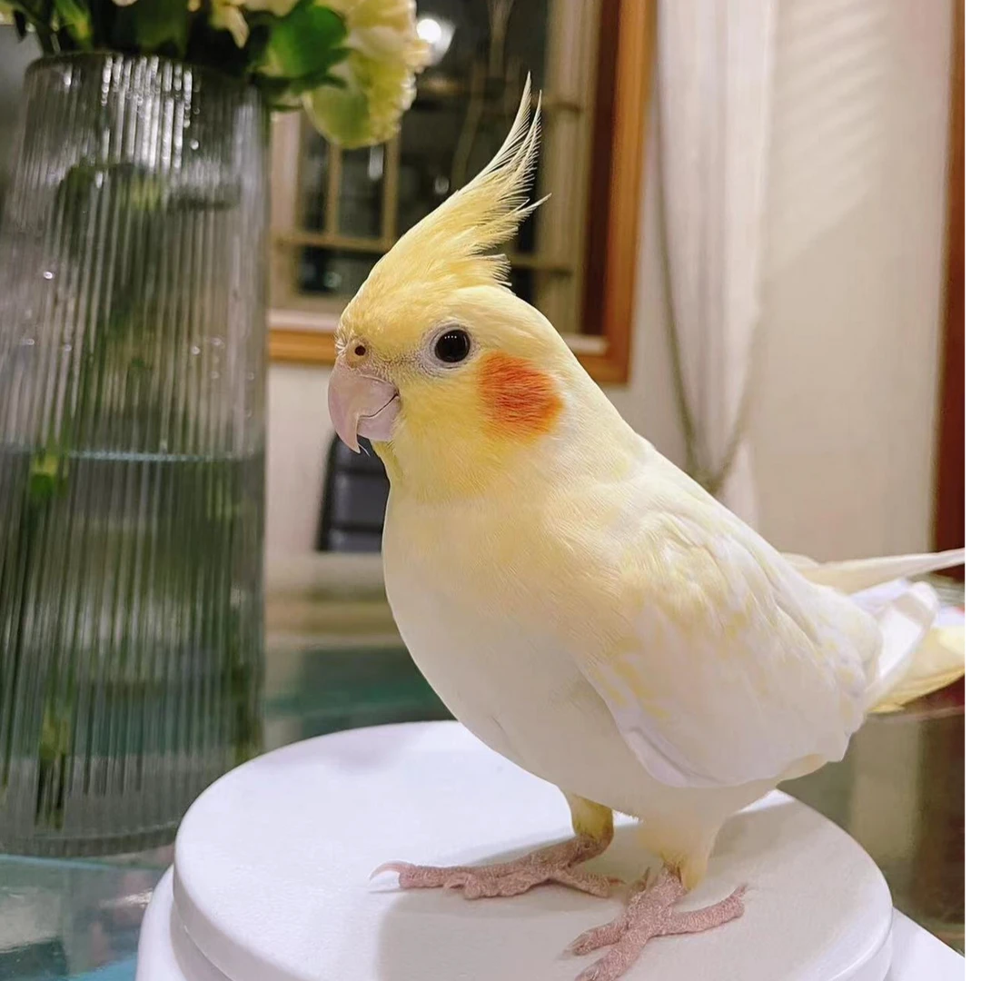 【玄凤鹦鹉】会选说话会学唱歌宠物鸟手养鸟亲人粘人包邮