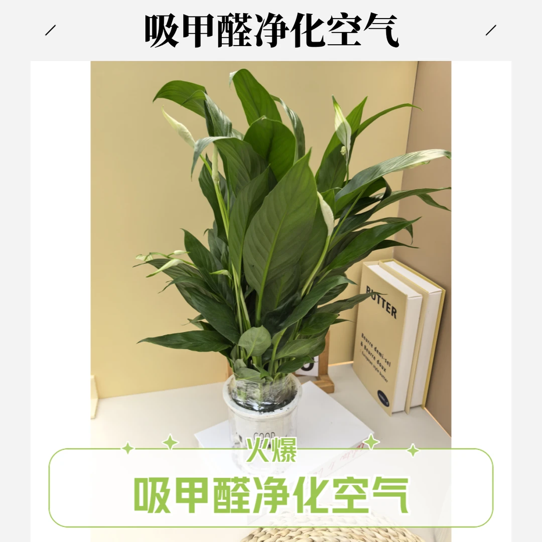 水培白掌一帆风顺盆栽室内客厅办公室净化空气好养绿植