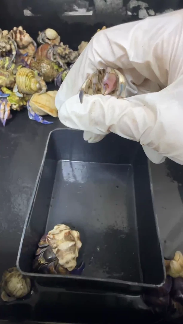 寄居蟹1.6口紫陆寄居蟹粉钳子