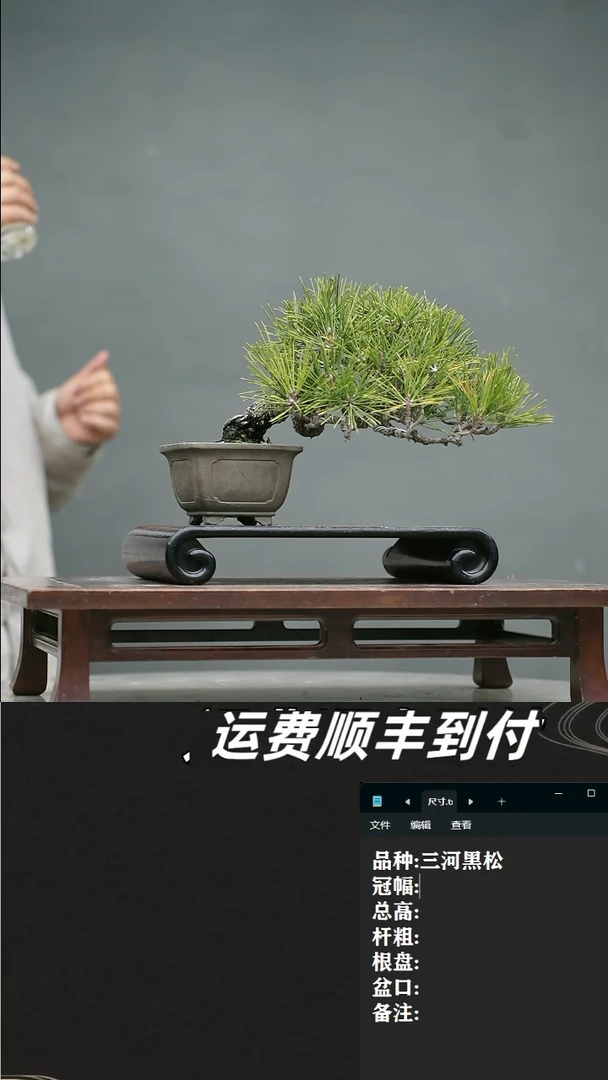 【闪购商品】13 三河黑松