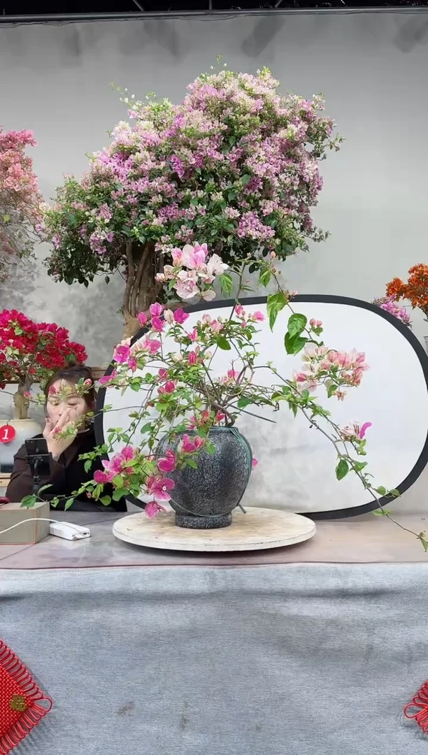 【闪购商品】盆景漳红缨