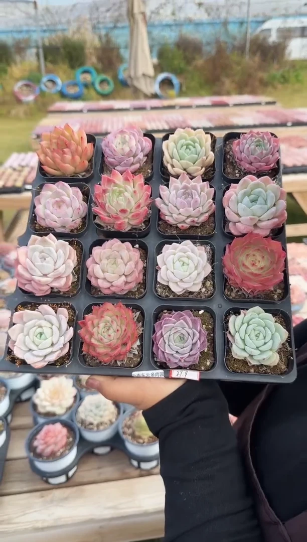 东云多肉园新款-15