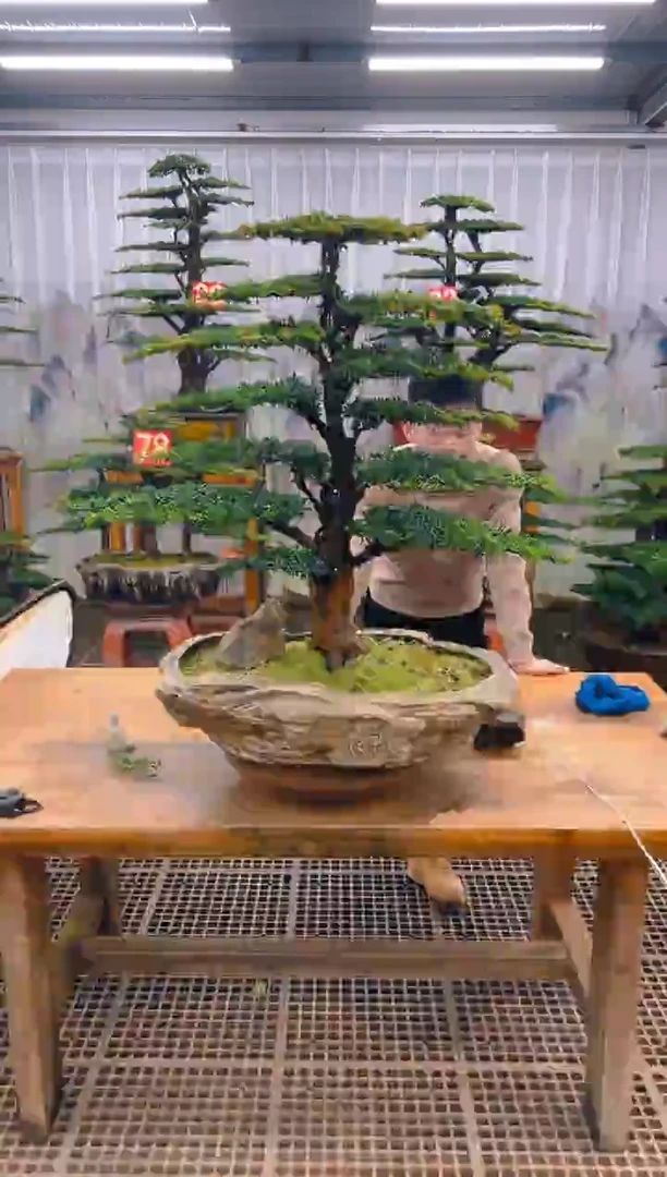 无花朵A*e精品盆景直播间一物一拍