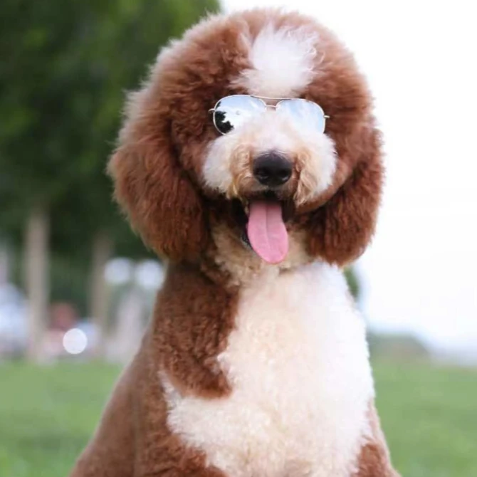 巨型贵宾犬活体狗狗  治愈犬