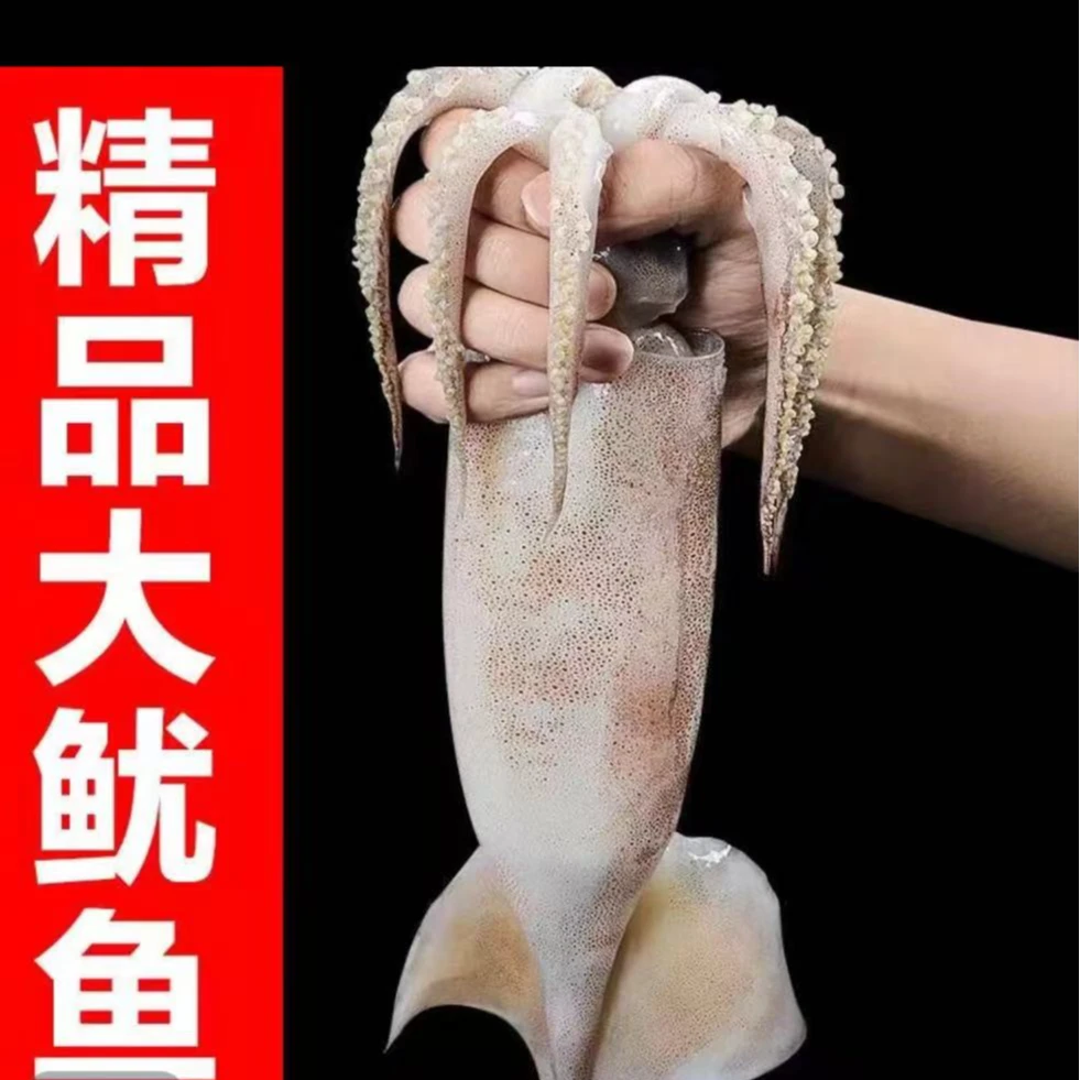 海捕新鲜大鱿鱼5斤鲜活船冻肉质鲜嫩厚实精选 顺丰发货