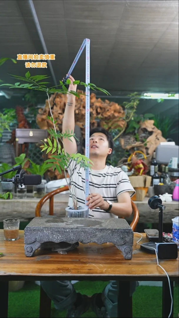 完全开放菩提451+
