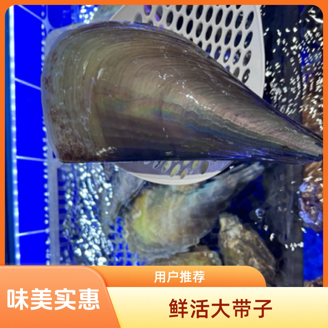 鲜活大带子 200g一只