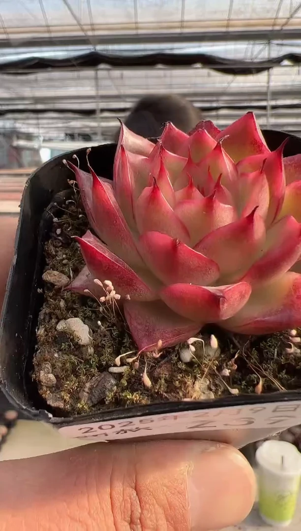 【闪购商品】新款多肉-239