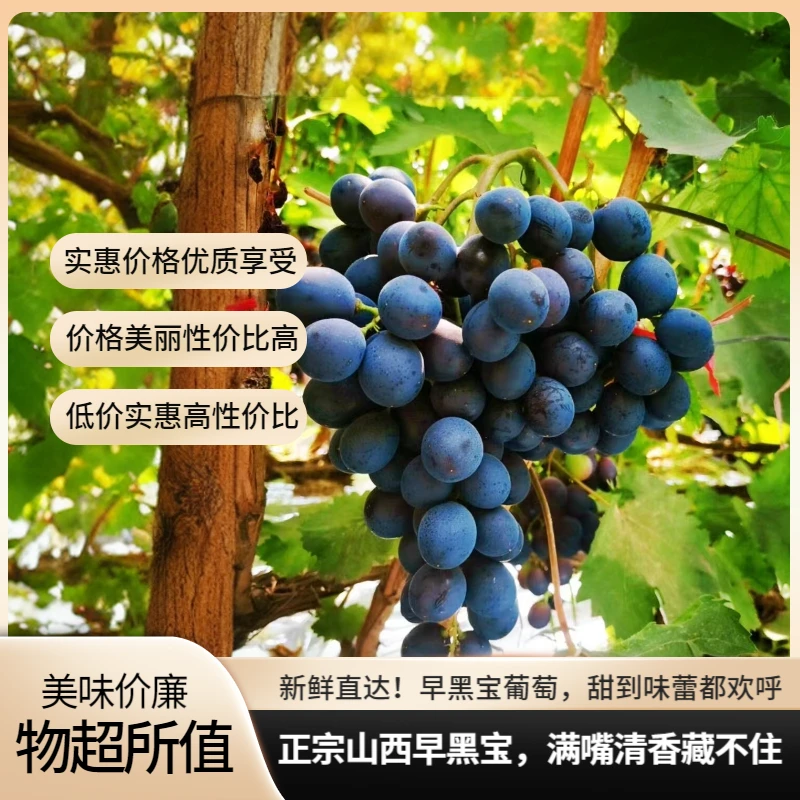 山西清徐早黑宝葡萄水果量大优惠，新鲜采摘，快速送达山西省