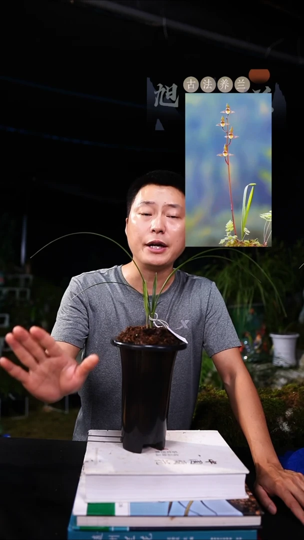 当前无花栽培后可以开花水****️寒兰-逸颜前垄单苗带芽（一物一拍）