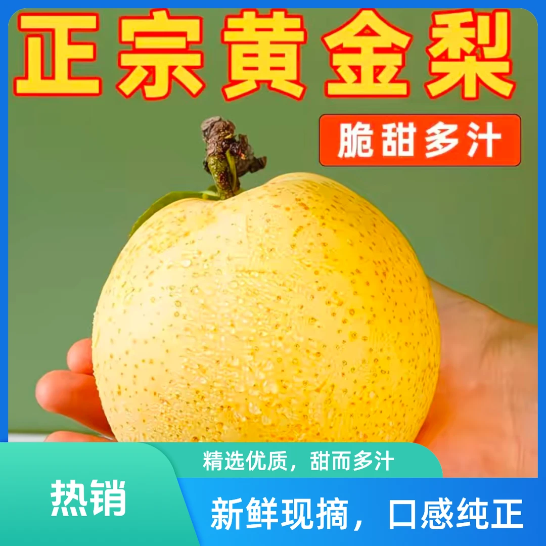 2025正宗现摘秋月蜜梨新鲜当季大果薄皮脆甜多汁安徽省