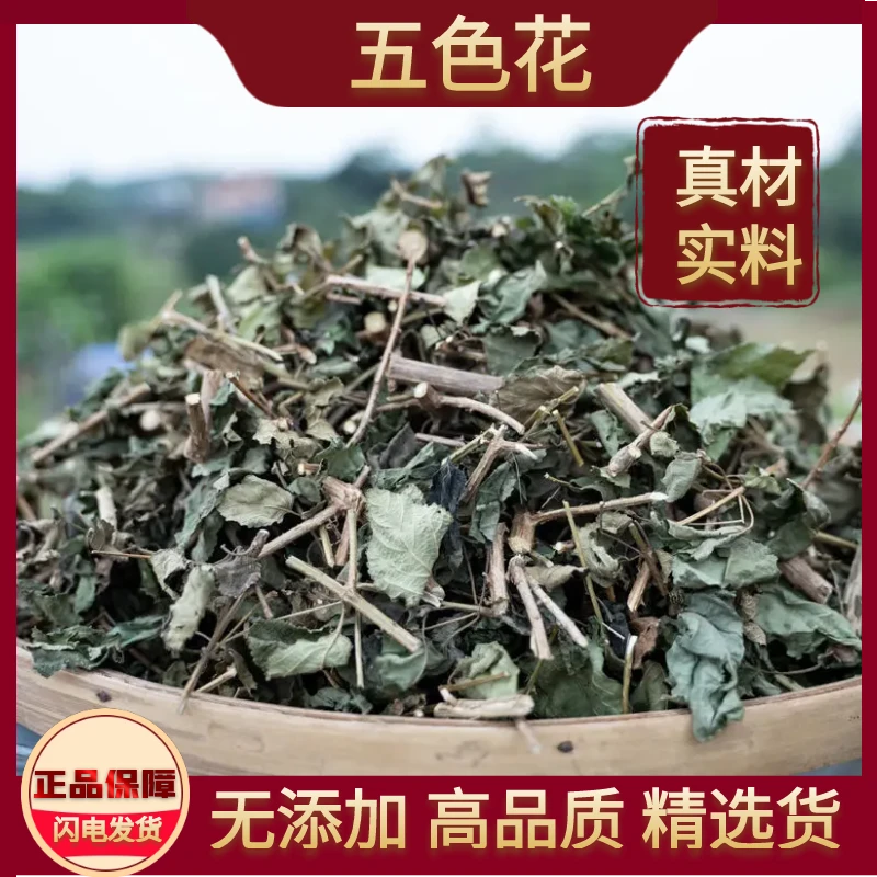 五色花农家晒干五色花草如意草五色绣球非益母草变色草中药材滋补