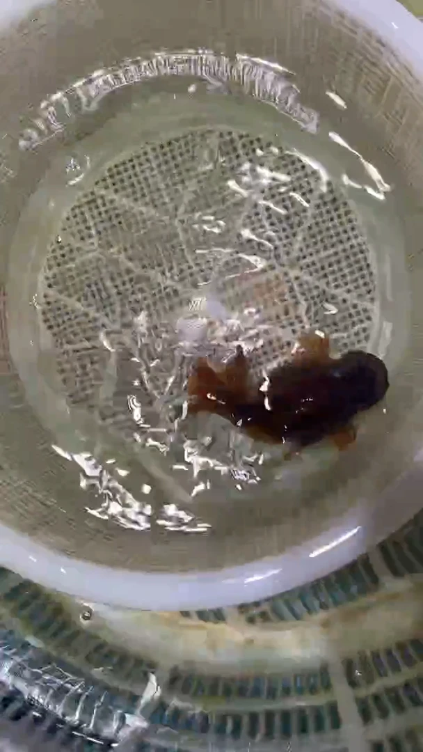 金鱼2单包邮  售后开箱视频
