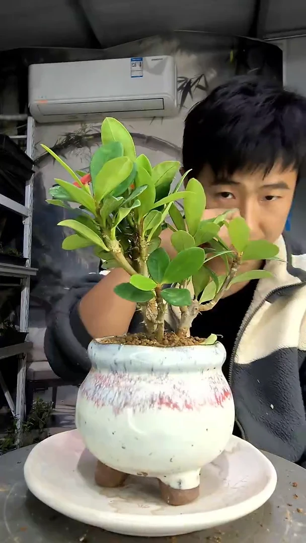 天**息中青园艺一物一拍263