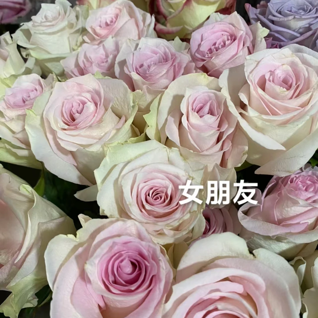 女朋友大苗  根接四季灌木月季