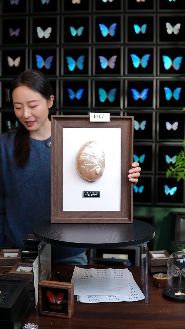 标本摆件竞拍H107