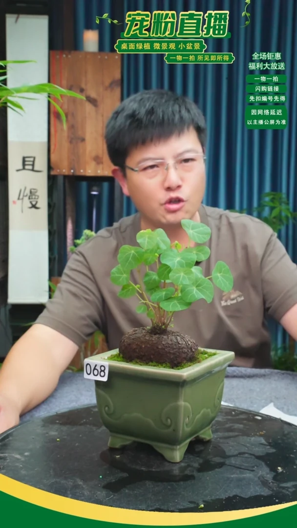 无花朵田*胖苔藓微景观068号