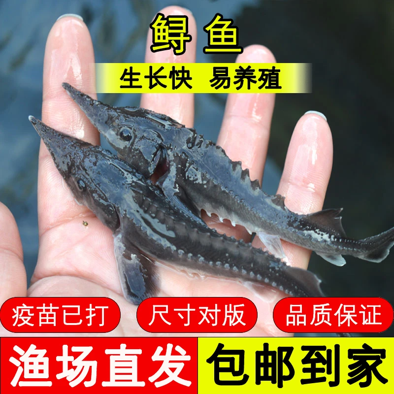 四川寻龙鱼 场地直发