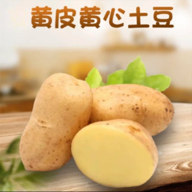 凉山土豆高山自种新鲜新鲜土豆现挖